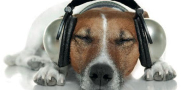 Capodanno, l'ordinanza anti botti è a tutela degli animali (e delle persone)