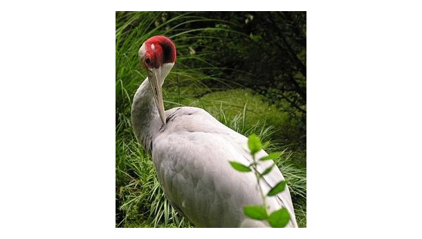 Immagine: Le Gru migranti scelgono il Parco Nord di Milano