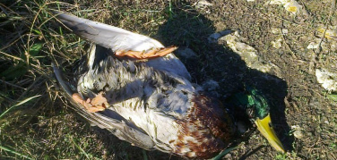 Sotto sequestro per danni ambientali l’oleodotto Civitavecchia- Fiumicino