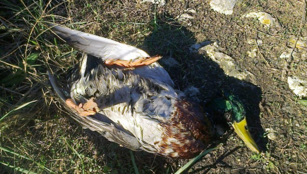 Immagine: Sotto sequestro per danni ambientali l’oleodotto Civitavecchia- Fiumicino