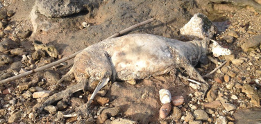 Bari, una discarica a cielo aperto sulla spiaggia di San Girolamo