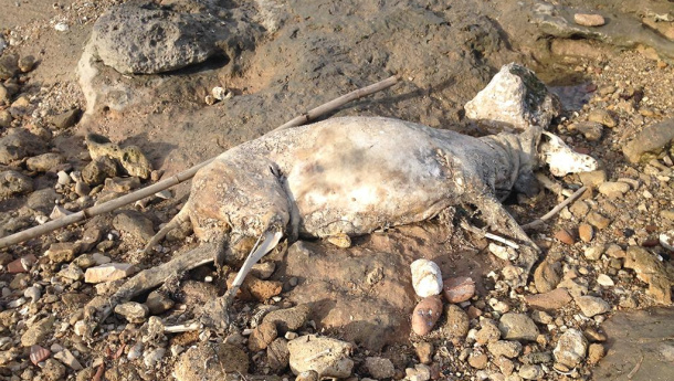 Immagine: Bari, una discarica a cielo aperto sulla spiaggia di San Girolamo