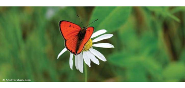 Al via a Brussels l'edizione 2015 della Green Week