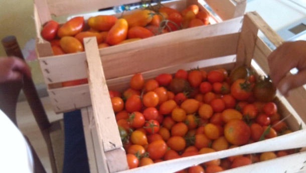 Immagine: #Pugliadifferente a Aradeo, intervista a Roberta Bruno (Aridocoltura)