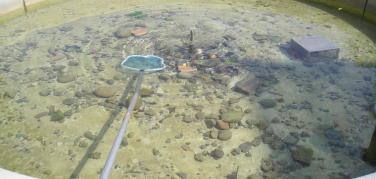 Pesci d'acquario e tartarughe rilasciati nelle fontane: la morte è quasi certa