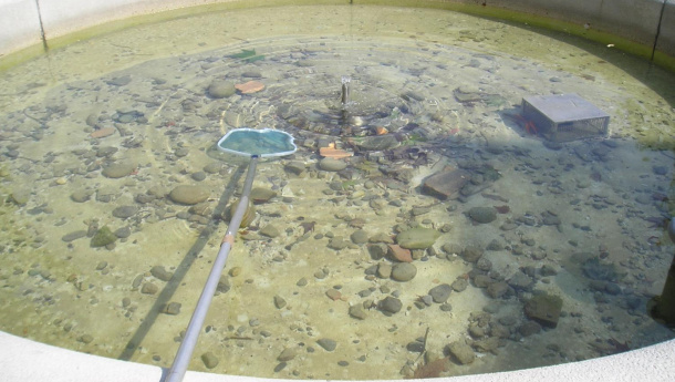 Immagine: Pesci d'acquario e tartarughe rilasciati nelle fontane: la morte è quasi certa