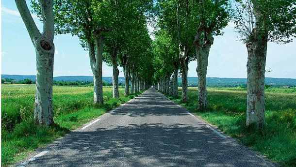 Immagine: Gli alberi migliorano la dispersione dell'inquinamento nelle città