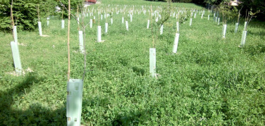 CompraVerde: ospedali 