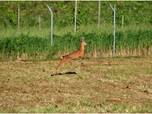 Marche, un “Oasi della Biodiversità” all'interno della discarica “La Cornacchia”