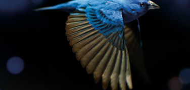 Le recensioni di Cinemambiente: The messenger