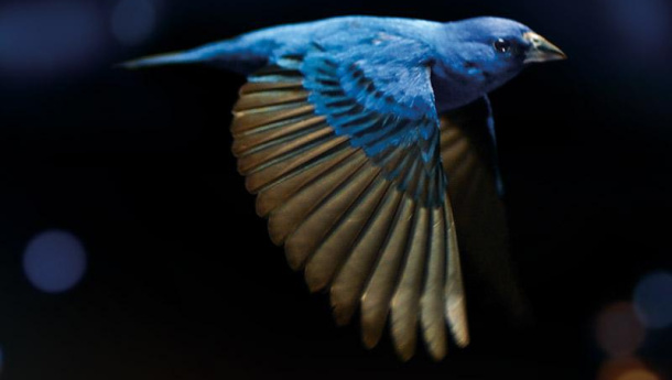 Immagine: Le recensioni di Cinemambiente: The messenger