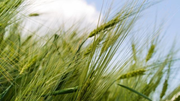 Immagine: Rapporto GreenItaly 2015: