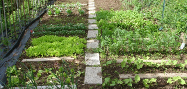 Orti urbani e scolastici, bando della Regione Lombardia: dal 23 al 30 novembre le domande per i contributi