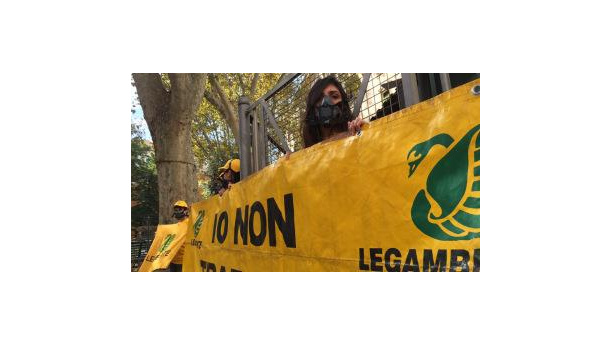 Immagine: PM10 a Roma, Legambiente: 