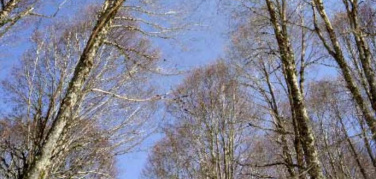 Afragola (Na), il 28 novembre “L’Albero delle Caldaie” nella Terra dei Fuochi