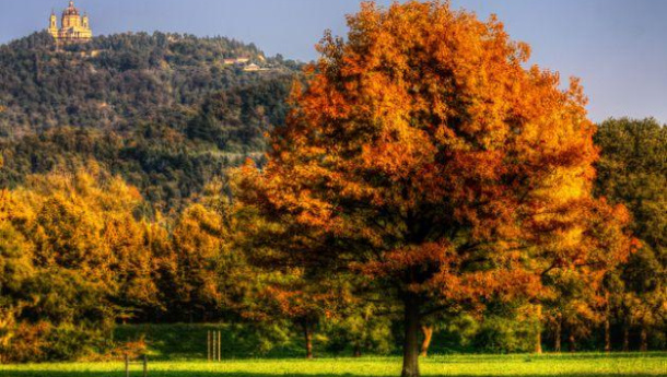 Immagine: Piemonte, “Un bosco per la città” contro l’inquinamento. Il progetto dell’associazione Upm