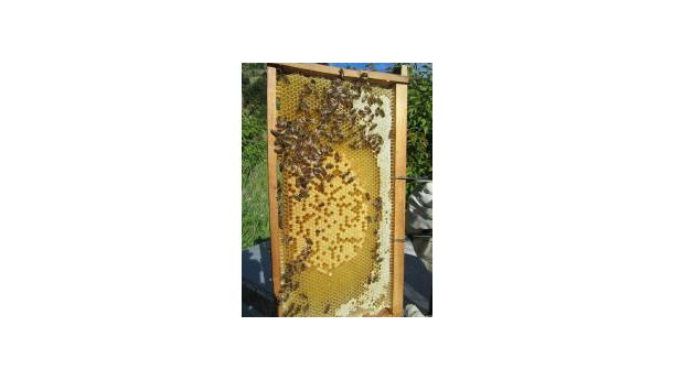 Immagine: Mirafiori Social Green, al via il corso di apicoltura