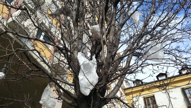 Immagine: Sacchetti di plastica sugli alberi. Il vento disperde lo smog ma anche i sacchetti usa e getta