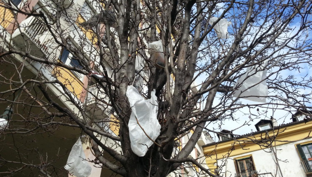 Immagine: Sacchetti di plastica sugli alberi. Il vento disperde lo smog ma anche i sacchetti  usa e getta