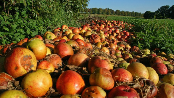 Immagine: Qualche dato sullo spreco di cibo negli USA