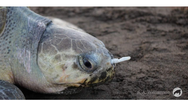 Immagine: Costa Rica, la forchetta di plastica nel naso della tartaruga marina | Video