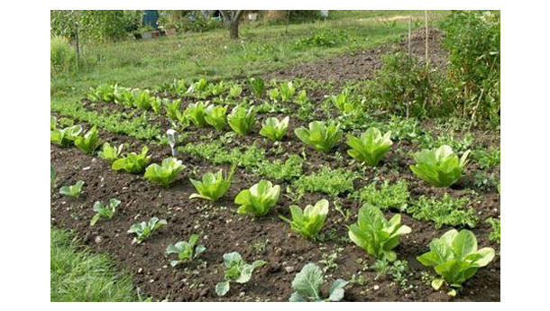 Immagine: Orti Urbani: nel Municipio VIII di Roma un nuovo spazio agricolo collettivo