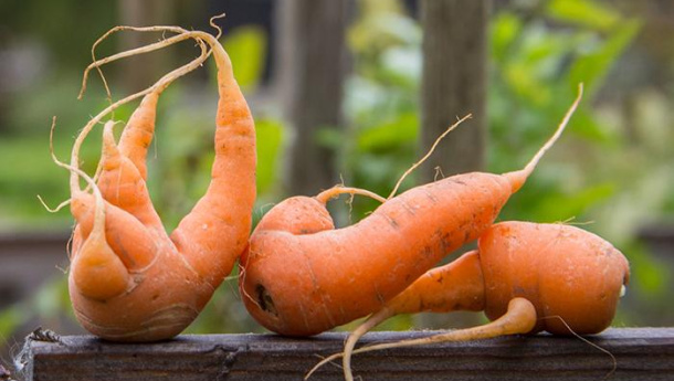 Immagine: Ridurre, riciclare, recuperare: il progetto REFED sullo spreco di cibo negli Usa