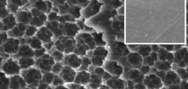 Arriva il batterio mangia-plastica