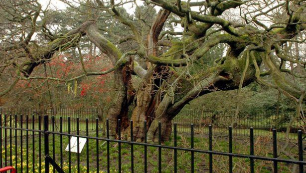 Immagine: Gli alberi mantengono l’aria più pulita: Liverpool inaugura un nuovo sistema per tenere d’occhio l’inquinamento