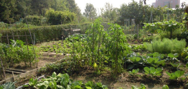 Alla ricerca degli Orti urbani nella Citta metropolitana. Parte lo studio di Italia Nostra su Milano e provincia