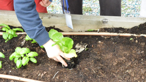 Immagine: Dall'Orto alla tavola: l'esperienza della scuola di via Mattei