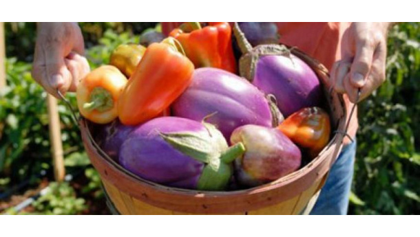 Immagine: Torino, un orto collettivo in arrivo nel quartiere Mirafiori