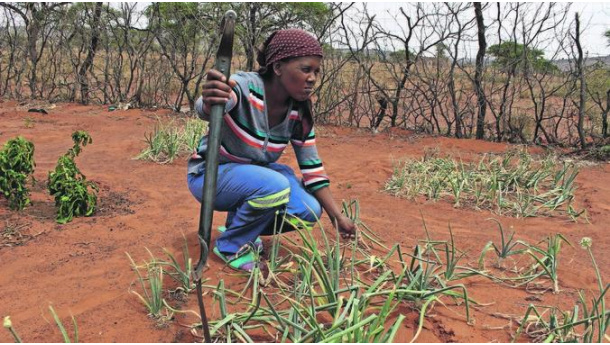 Immagine: Transnational appetites: Lo sguardo delle donne su migrazione, cibo, cambiamenti climatici