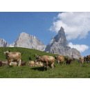 Immagine: L'incremento di CO2 contribuisce a recuperare la capacità di assorbimento del carbonio in pascolo dopo un evento climatico estremo