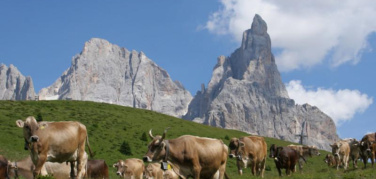 L'incremento di CO2 contribuisce a recuperare la capacità di assorbimento del carbonio in pascolo dopo un evento climatico estremo