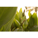 Immagine: Kyoto Club lancia il progetto 