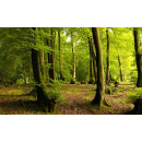 Immagine: Dal Green Procurement al Circular Green Procurement. Promuovere l’economia circolare attraverso l’evoluzione degli acquisti verdi