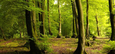 Dal Green Procurement al Circular Green Procurement. Promuovere l’economia circolare attraverso l’evoluzione degli acquisti verdi