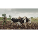 Immagine: Cinemambiente 2 giugno: il programma della terza giornata