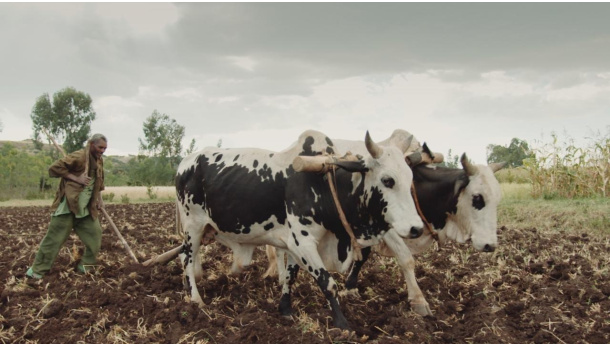Immagine: Cinemambiente 2 giugno: il programma della terza giornata