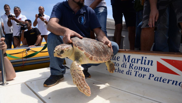 Immagine: #NaturalmenteLibere: liberate nel mare di Ostia due tartarughe dopo 9 mesi di cure |VIDEO|