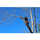 Immagine: Sfalci, potature e Collegato agricoltura: intervista alla senatrice Daniela Donno (M5S)