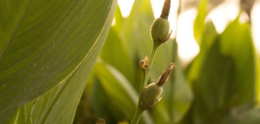 Ddl agenzie ambientali è legge. Legambiente: 'Una nuova legge a tutela dell’ambiente, della salute e dell’economia sana'