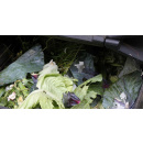 Immagine: Raccolta organico, i Comuni italiani dove l'impurità è sotto l'1%