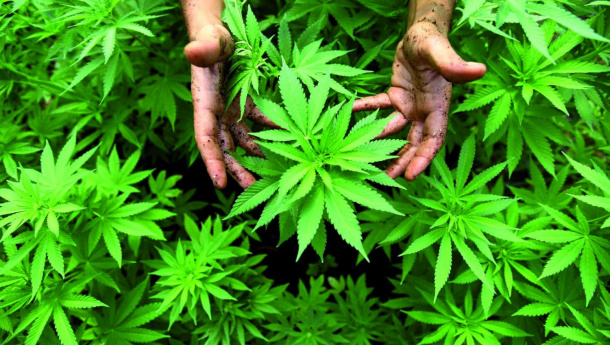 Immagine: Costruire edifici sostenibili ed efficienti si può, basta usare la canapa