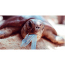 Immagine: Marine Rubbish, il documentario del Cnr sui danni dell'inquinamento da plastiche nel Mediterraneo