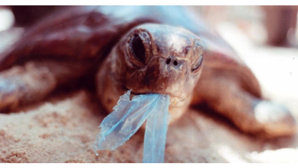 Immagine: Marine Rubbish, il documentario del Cnr sui danni dell'inquinamento da plastiche nel Mediterraneo