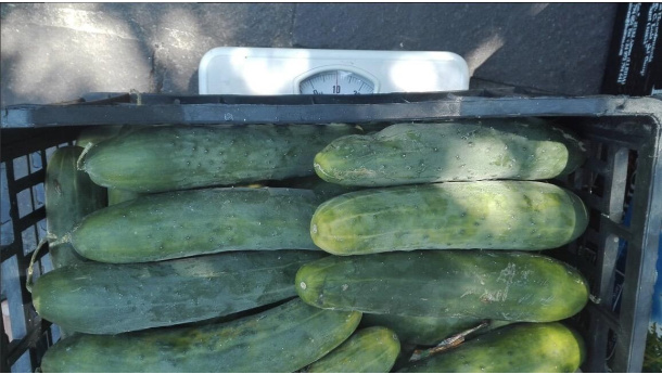 Immagine: 122 kg di frutta e verdura recuperati: continua a Milano la lotta allo spreco di cibo nei mercati