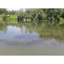 Immagine: Proliferazione di vegetazione e rifiuti nel fiume Po a Torino. Ecco quello che sappiamo