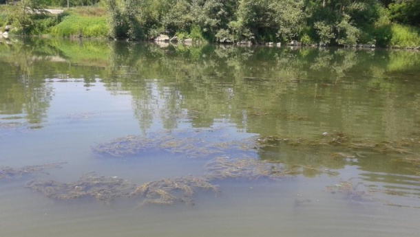 Immagine: Proliferazione di vegetazione e rifiuti nel fiume Po a Torino. Ecco quello che sappiamo